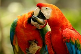 Pantanal_Twp_Parrots.JPG