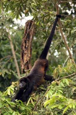 Howler_monkey_2_leo_chaves.JPG